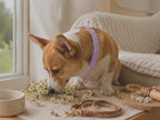 Striped Pet Collar Crochet Pattern